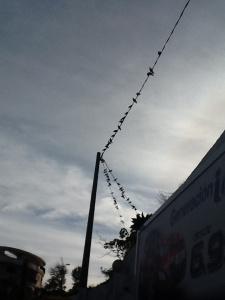 No son buitres, pero parecen estar conspirando...