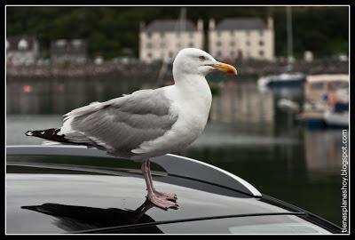 Mallaig (Escocia)