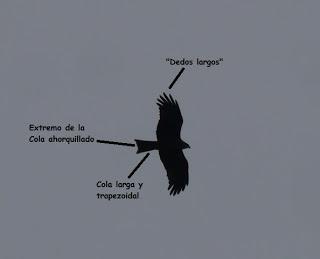 Siluetas de milano y ratonero