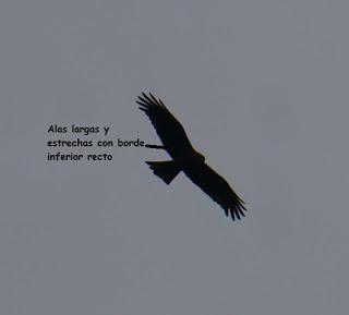 Siluetas de milano y ratonero