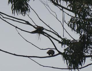 Siluetas de milano y ratonero