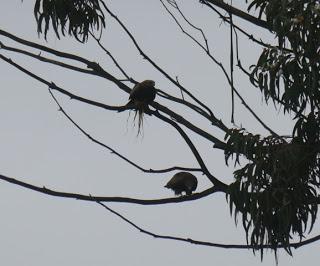 Siluetas de milano y ratonero