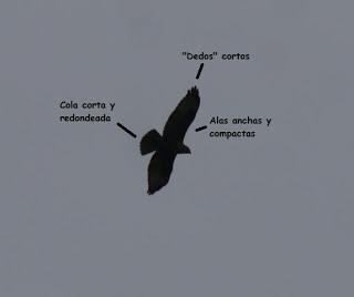 Siluetas de milano y ratonero