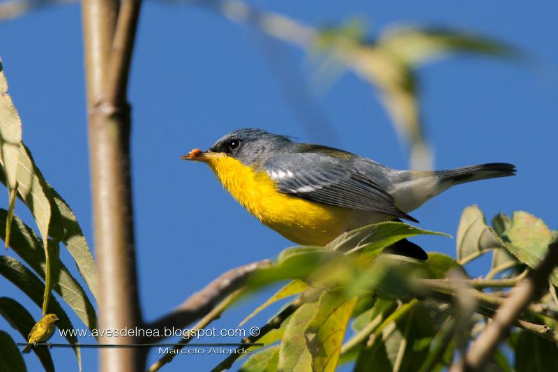 Pitiayumí (Tropical Parula)