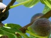 Ficus carica