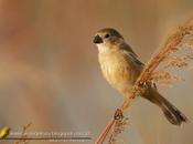 Corbatita dominó (Rusty-collared Seedeater)