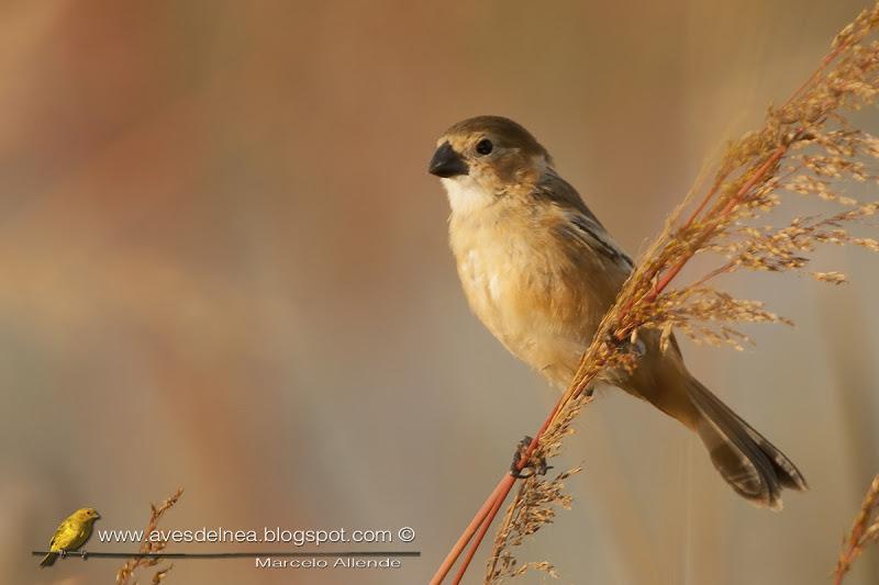 Corbatita dominó (Rusty-collared Seedeater)