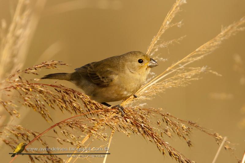 Corbatita común (Double-collared Seedeater)
