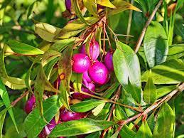 Un poquito de trópico: hoy, Lilly Pilly