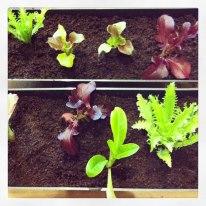 jardin1 Algunos consejos para tener un huerto urbano fértil y radiante