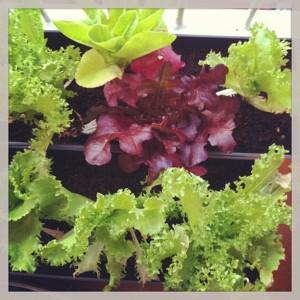 huerto2 300x300 Algunos consejos para tener un huerto urbano fértil y radiante