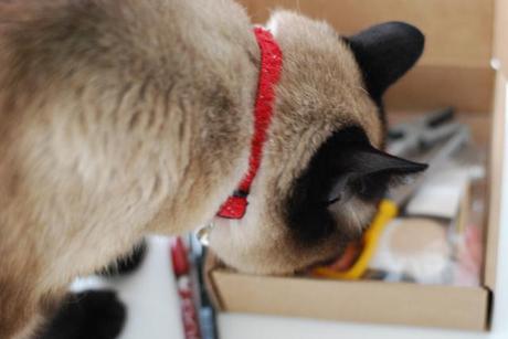 Ausonia y AECC: Porque juntos somos más fuertes