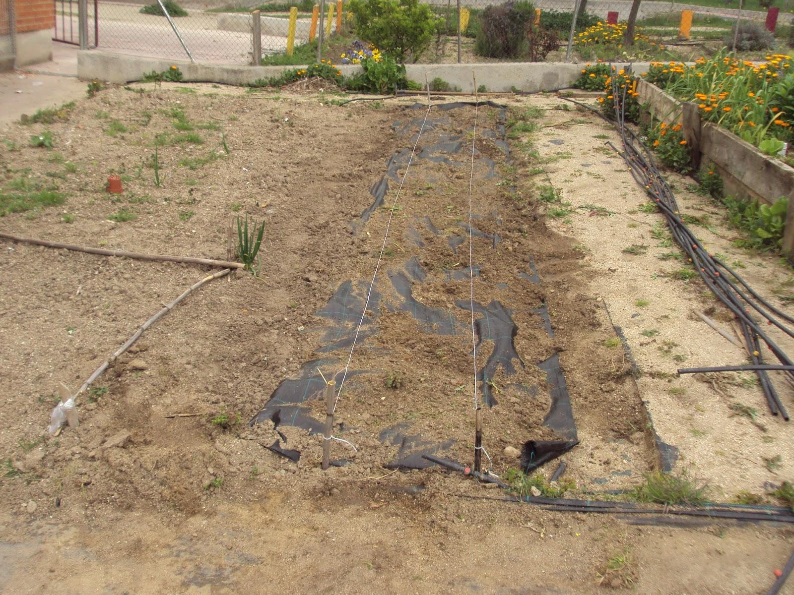 CULTIVO DE TOMATES SOBRE MALLA