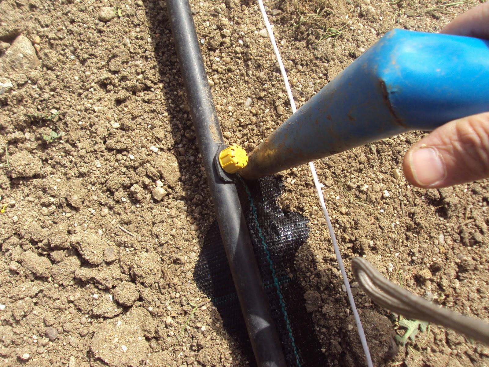 CULTIVO DE TOMATES SOBRE MALLA