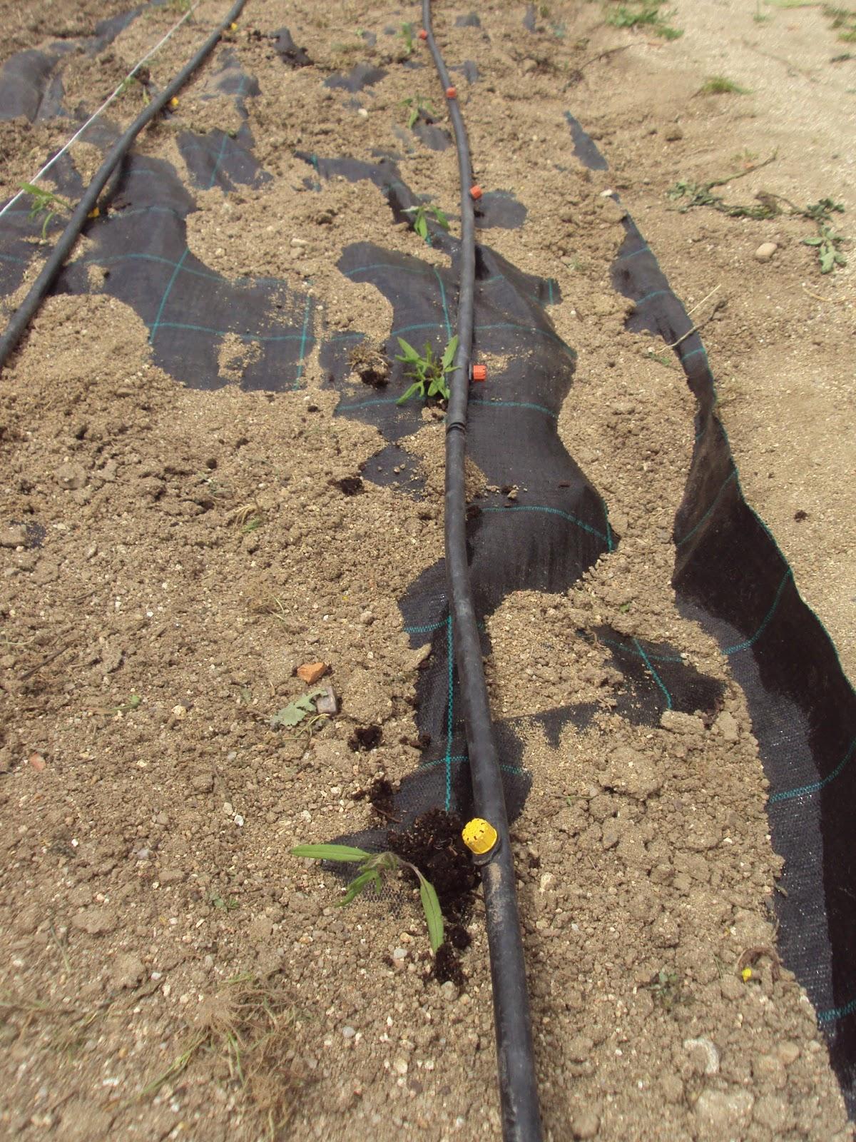 CULTIVO DE TOMATES SOBRE MALLA