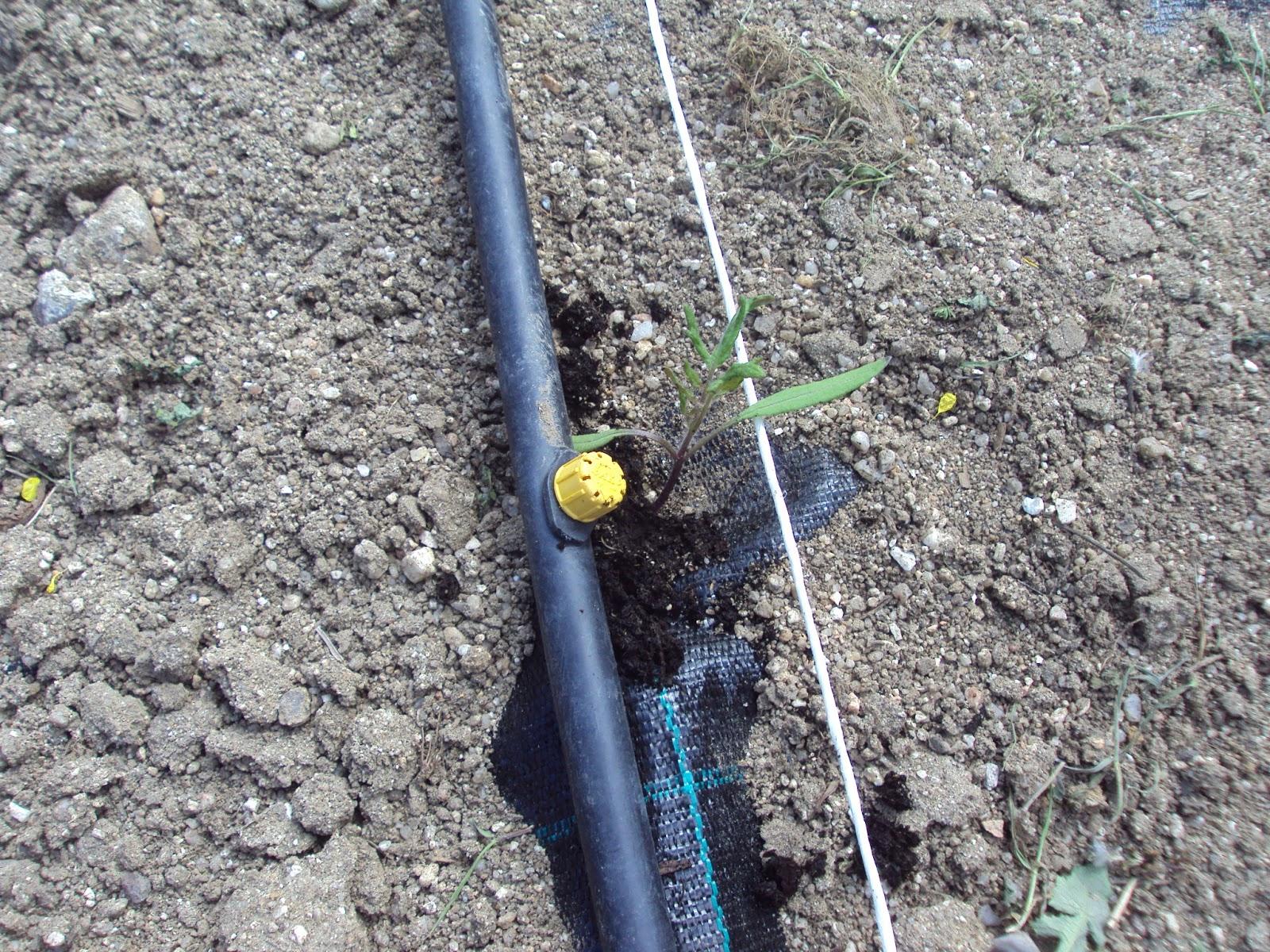 CULTIVO DE TOMATES SOBRE MALLA