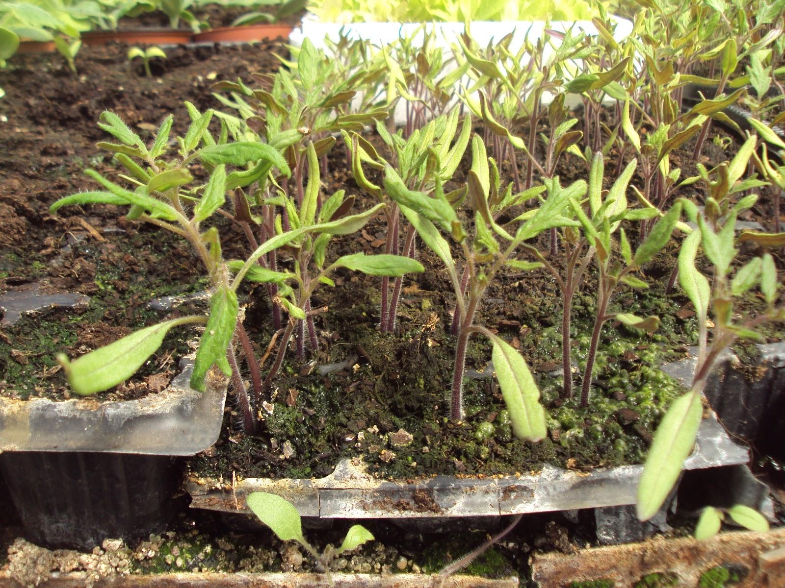 CULTIVO DE TOMATES SOBRE MALLA