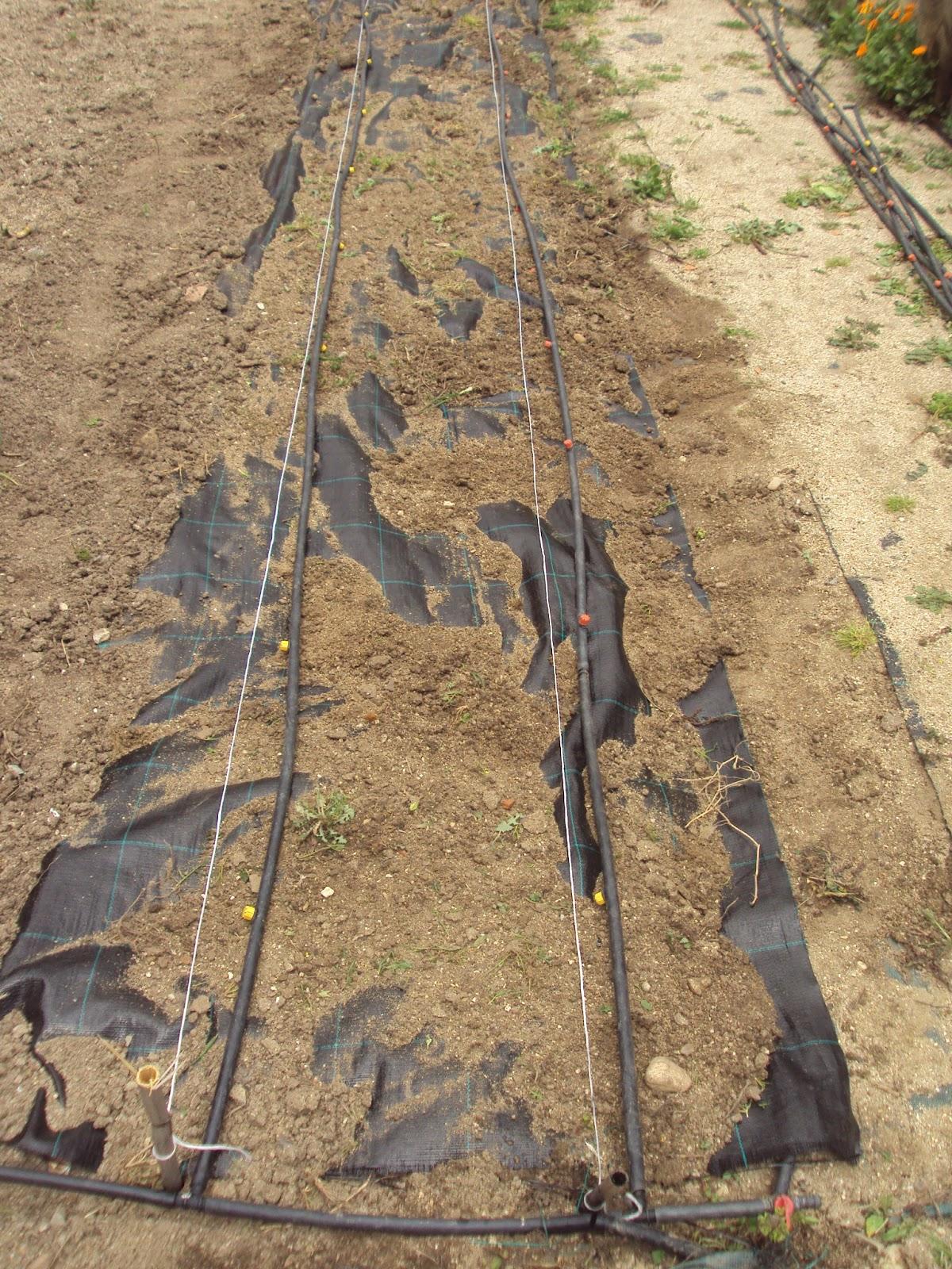 CULTIVO DE TOMATES SOBRE MALLA