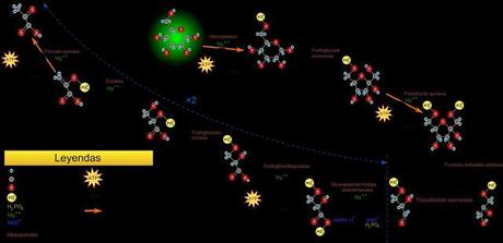 Glucólisis o glicólisis