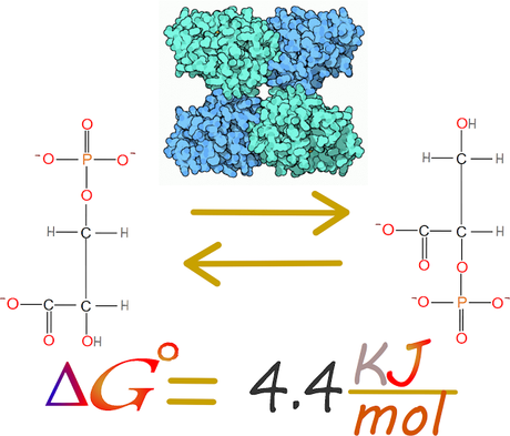 8vo paso: Fosfoglicerato mutasa