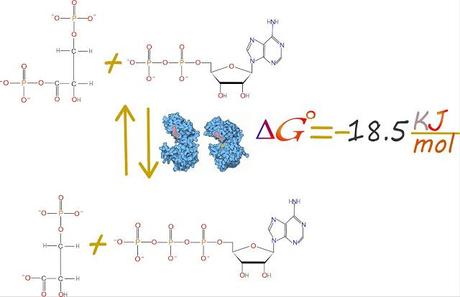 7mo paso: Fosfoglicerato quinasa