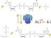 paso: Gliceraldehído-3-fosfato deshidrogenasa