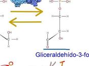paso: Triosa fosfato isomerasa