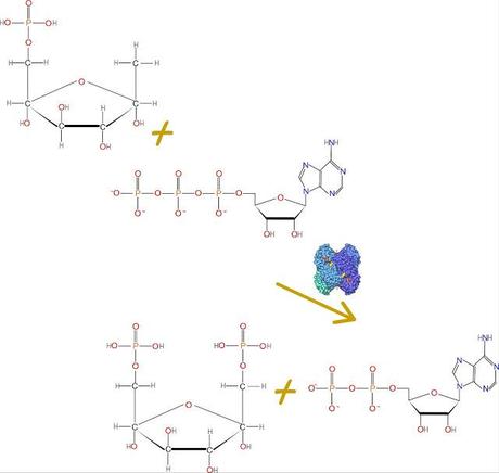 3er paso: Fosfofructoquinasa