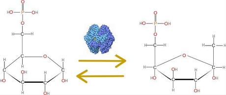 2do paso: Glucosa-6-P isomerasa