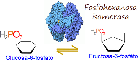 2do paso: Glucosa-6-P isomerasa