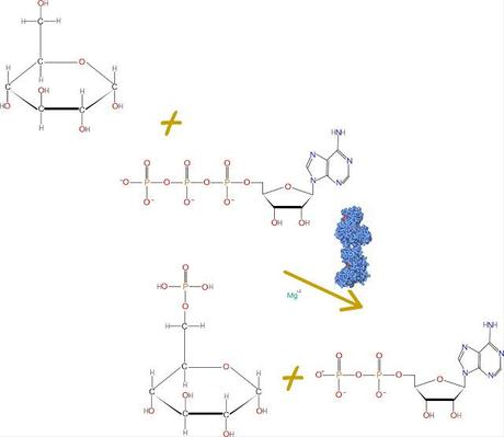 1er paso: Hexoquinasa