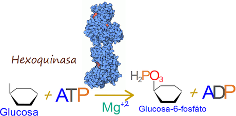 1er paso: Hexoquinasa 1er paso: Hexoquinasa