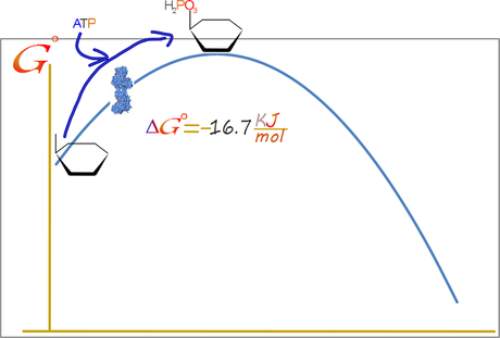 1er paso: Hexoquinasa 1er paso: Hexoquinasa