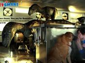 Smart Obedience Classes