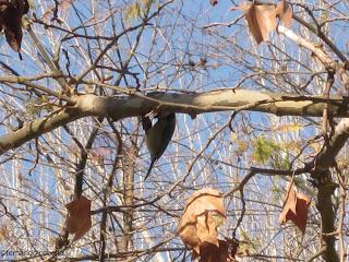 Herrerillo (Parus caeruleus).