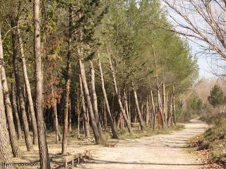 Bosque de repoblación. 