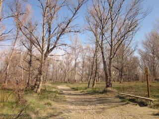 Hacia el bosque de ribera. 