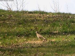  Zorzal charlo (Turdus viscivorus).