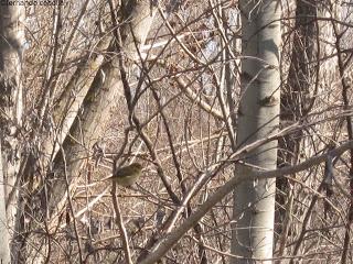 Mosquitero (Phylloscopus collybita). 
