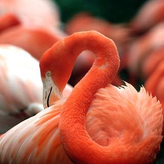 Los flamencos se maquillan