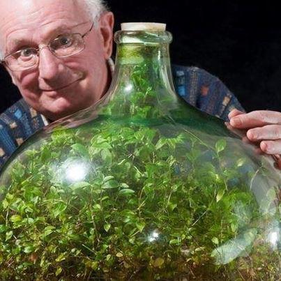 Increible jardín de 53 años en una botella