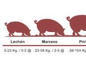 nombres cerdo