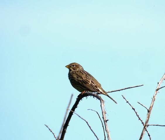 Los trigueros marcan su territorio