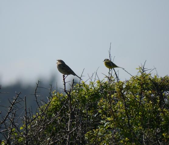Los trigueros marcan su territorio