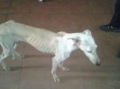 Irini, preciosa galquita adopción