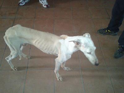 IRINA, PRECIOSA GALGUITA EN ADOPCIÓN.