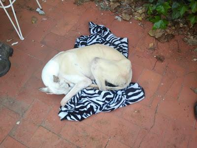 IRINA, PRECIOSA GALGUITA EN ADOPCIÓN.