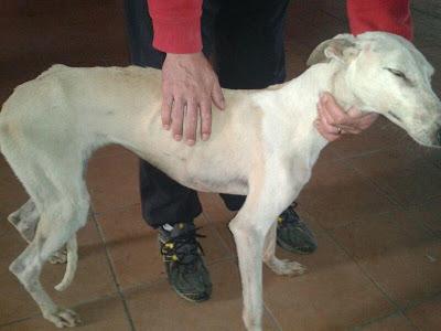 IRINA, PRECIOSA GALGUITA EN ADOPCIÓN.