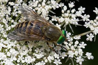 Para ampliar Philipomyia aprica (Meigen, 1820) hacer clic