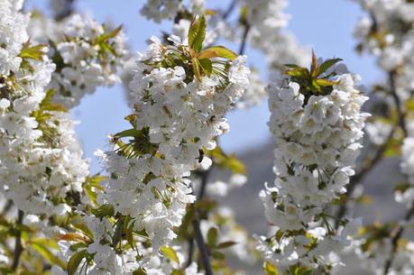 EL VALLE DEL JERTE: POR FIN LOS CEREZOS EN FLOR
